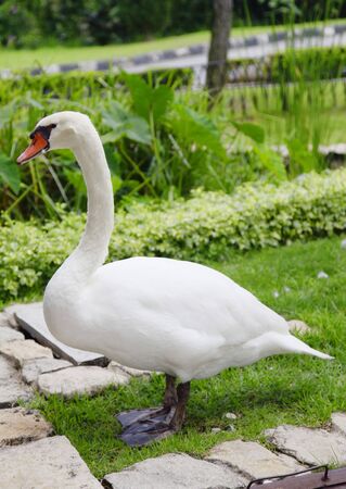A White Swan Standing on Grassの写真素材