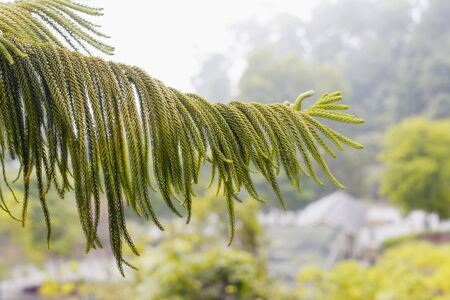 Close Up of a Tree Branchの写真素材