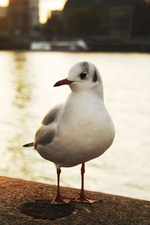 Seagull on the River Thames, Londonの写真素材