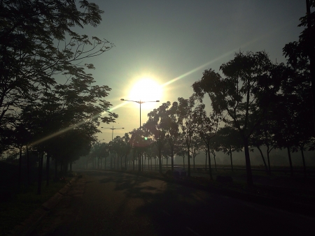Morning Sunrise Shining Through the Treesの素材