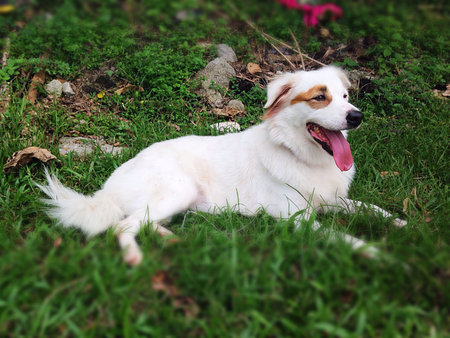 Beautiful Happy Dog Sitting on the Grass with Tongue Iut
