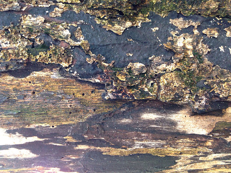 Natural Old Wood Texture Background