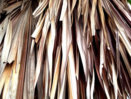 Hanging Dried Leaves Textureの素材