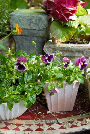 Outdoor flower pots の写真素材
