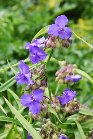 Spider word andersoniana Tradescantia x Leonoraの写真素材