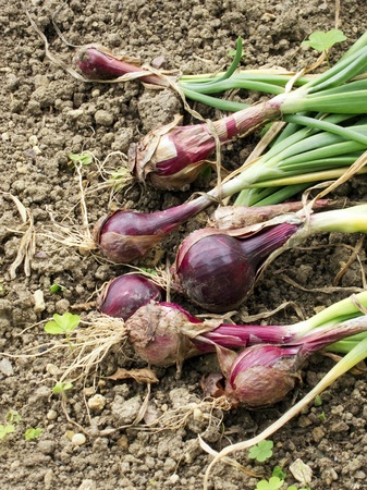 harvested red onions in vegetable gardenの写真素材