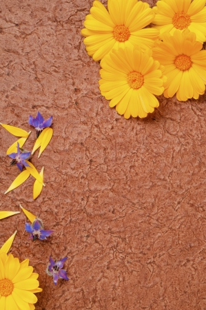 Marigold and borage flowers on handmade paperの写真素材