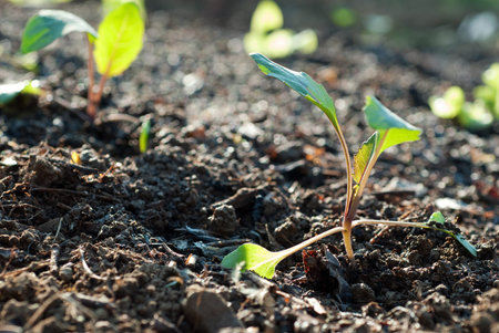 vegetable garden in springtime, planting seedlings in the soil の写真素材