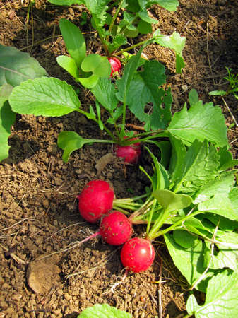 harvested small radishes in vegetable gardenの写真素材