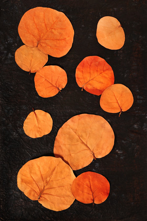 autumn leaves isolated over black textured backgroundの写真素材