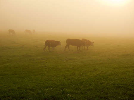 cows at dawn walking in golden light with mistの写真素材