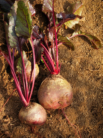 fresh beets from the vegetable garden