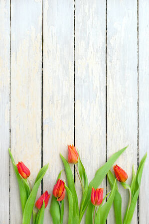 beautiful red tulips over white wooden textured backgroundの写真素材