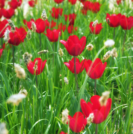 red tulips in spring meadowの写真素材