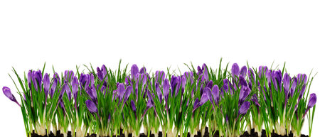 spring easter garden border with crocuses isolated over whiteの写真素材