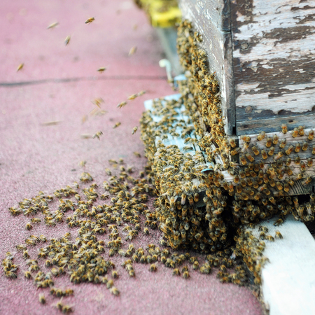Honey bees swarming and flying around the beehiveの写真素材