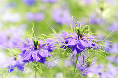 Nigella damascena / love-in-a-mist, ragged lady