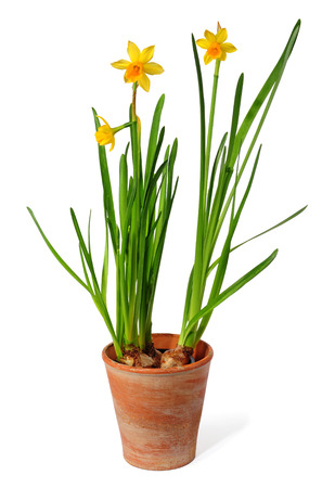 yellow daffodils in pot isolated over white background, narzissusの写真素材