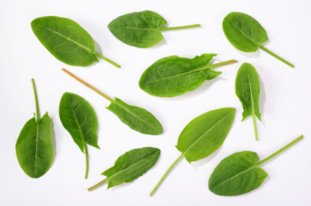 sorrel leaves isolated over white backgroundの写真素材