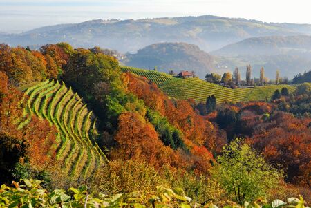 vineyards in South Styria, Styria, Austriaの写真素材