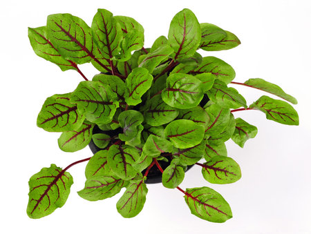 Bloody Dock or Ornamental Sorrel (rumex sanguineus) isolated over white background