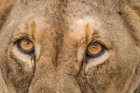 lioness eyesの写真素材
