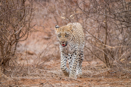 Leopard walking towards the cameraの写真素材