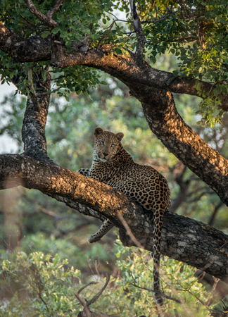 Leopard in a tree in the Kruger National Park, South Africa.の写真素材