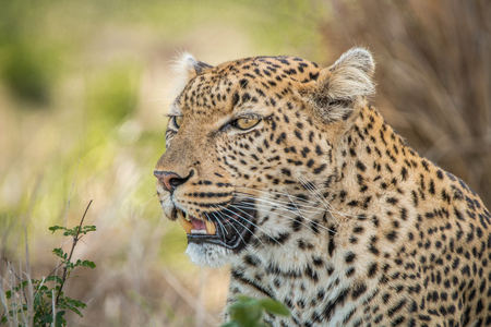 Starring Leopard in the Kruger National Park, South Africa.の写真素材