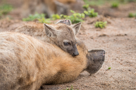 Baby Spotted hyena in the Kruger National Park, South Africa.の写真素材