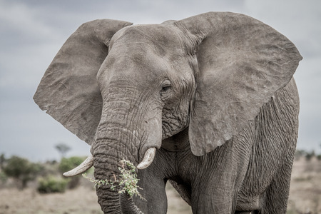 Eating Elephant in the Kruger National Park, South Africa.の写真素材