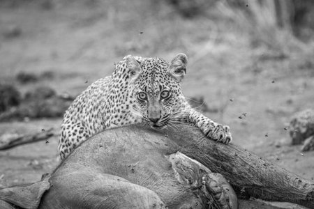 Leopard feeding on an Elephant carcass in black and white in the Kruger National Park, South Africa.