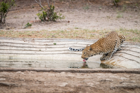 Leopard drinking in the Kruger National Park, South Africa.の写真素材