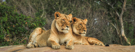 Lions on the rocks in the Selati Game Reserve, South Africa.の写真素材