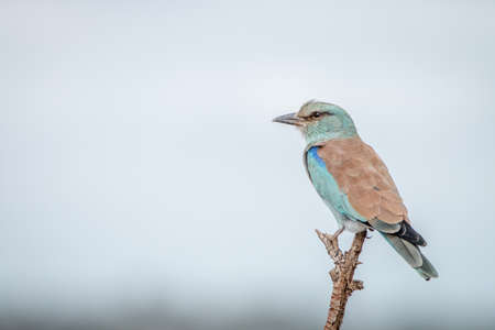 European roller on a branch in the Kruger National Park, South Africa.の写真素材