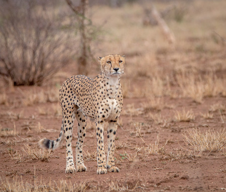 Starring Cheetah in the Kruger National Park, South Africa.の写真素材