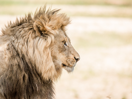 Side profile of a Lion in the Kruger National Park, South Africa.の写真素材