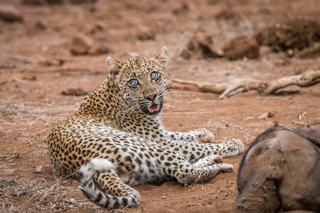 Leopard next to an Elephant carcass in the Kruger National Park, South Africa.の写真素材