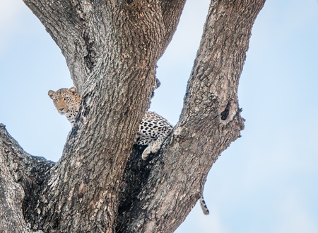 Leopard in a tree in the Kruger National Park, South Africa.の写真素材