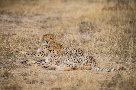 Two laying Cheetahs in the Selati Game Reserve, South Africa.の写真素材