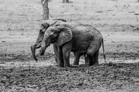Two Elephants taking a mud bath in black and white in the Kruger National Park, South Africa.の写真素材