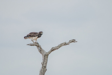 Martial eagle in a tree in the Kruger National Park, South Africa.の写真素材