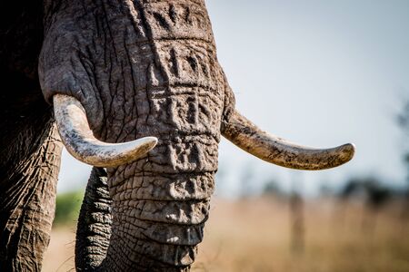 Elephant tusks in the Kruger National Park, South Africa.の写真素材