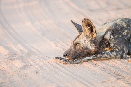 African wild dog laying in the sand in the Kruger National Park, South Africa.の写真素材