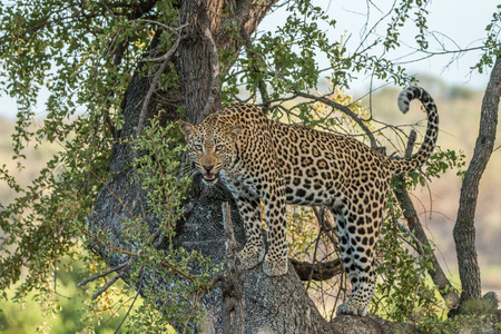 Leopard in a tree in the Kruger National Park, South Africa.の写真素材