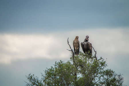 Tawny eagle and Lappet-faced vulture in a tree in the Kruger National Park, South Africa.の写真素材