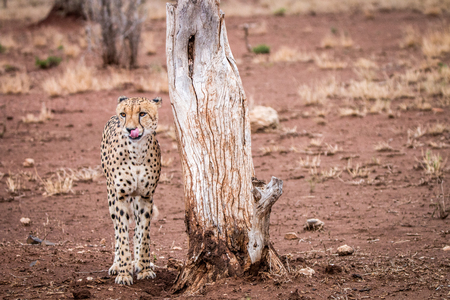 Starring Cheetah in the Kruger National Park, South Africa.の写真素材