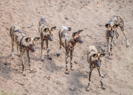 Pack of African wild dogs in the Kruger National Park, South Africa.の写真素材