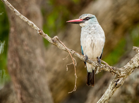 Woodland kingfisher on a branch in the Kruger National Park, South Africa.の写真素材