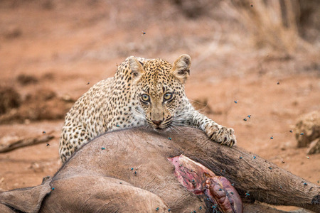 Leopard feeding on an Elephant carcass in the Kruger National Park, South Africa.の写真素材